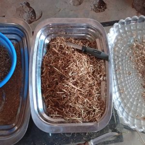 Iboga rootbark chips