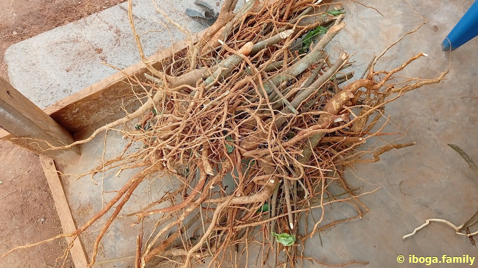 Iboga rootbark chips - Image 2
